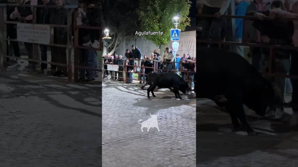 Encierro urbano en Aguilafuente 2026 - SUSTO EN AGUILAFUENTE