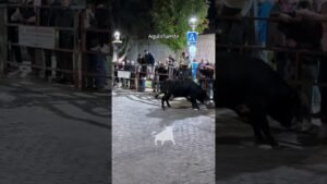 Encierro urbano en Aguilafuente 2026 - SUSTO EN AGUILAFUENTE