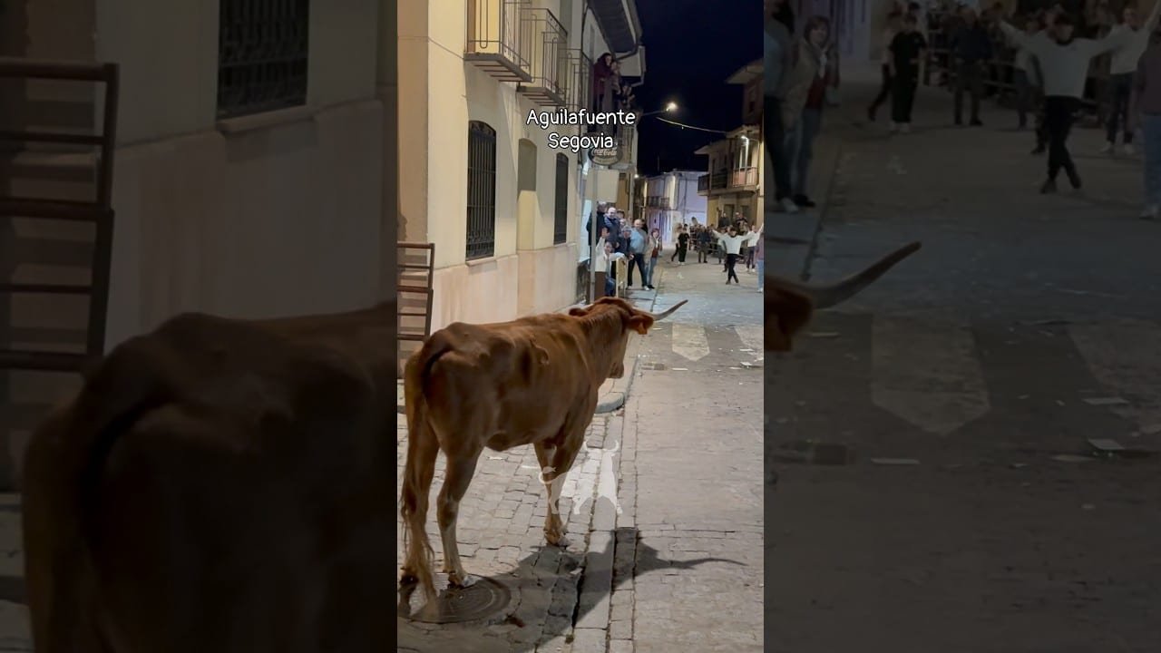 Encierro urbano en Aguilafuente 2026 - Encierro de San Frutos Aguilafuente