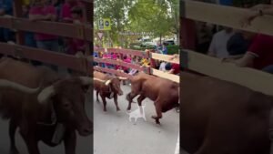 Encierro urbano en Boadilla Del Monte 2026 - Segundo toro Boadilla del Monte
