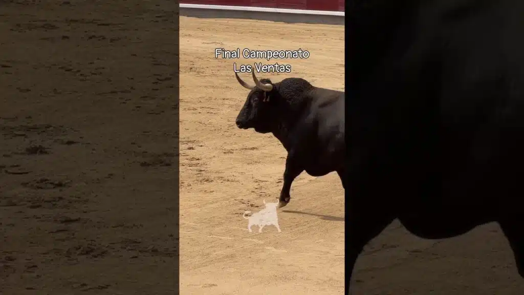 Concurso de recortadores en Madrid 2026 - BUFF, IMPRESIONANTE TORO DE LA FINAL