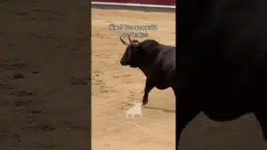Concurso de recortadores en Madrid 2026 - BUFF, IMPRESIONANTE TORO DE LA FINAL